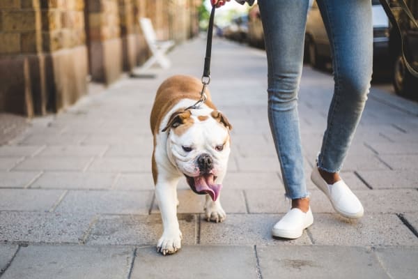 Resident walking her bulldog around the neighborhood at The Kane in Aliquippa, Pennsylvania