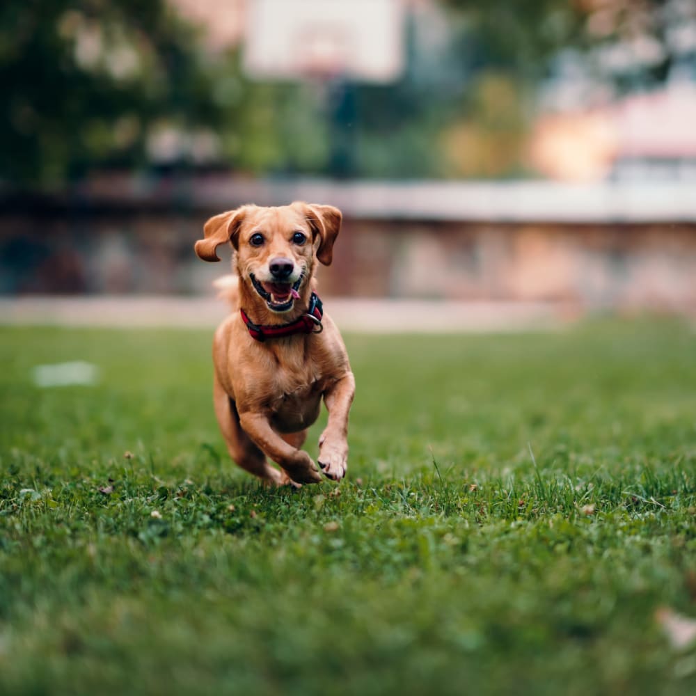 Grilling and picnic area at Solon Club Apartments in Oakwood Village, Ohio
