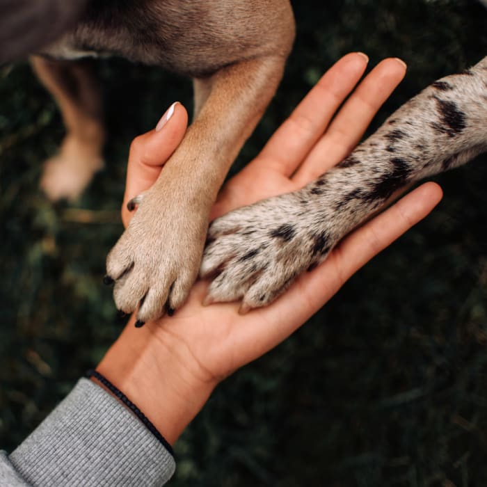 Resident dogs giving their owner a high-five at Abrams Run Apartment Homes in King of Prussia, Pennsylvania