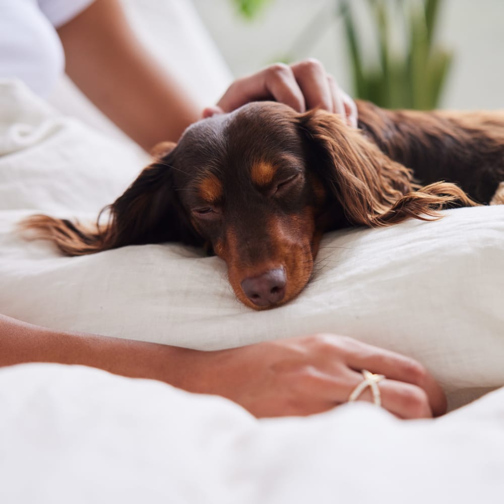 Dachshund taking a nap in her owner's lap in their pet-friendly home at Wedgewood Hills Apartment Homes in Harrisburg, Pennsylvania