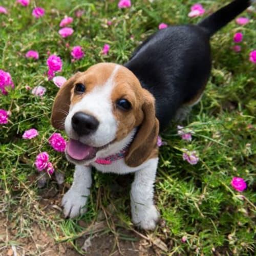 Happy dog in the park at Montgomery Manor Apartments & Townhomes in Hatfield, Pennsylvania