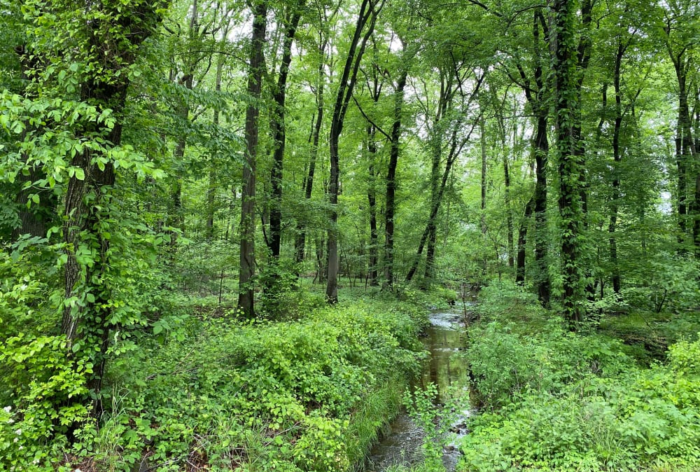 Lush greenery near Roberts Mill Apartments & Townhomes in Maple Shade, New Jersey
