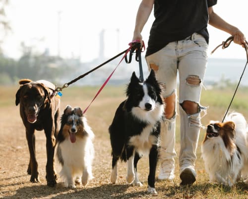 Learn more about amenities at Country Village Apartment Homes in Dover, Delaware